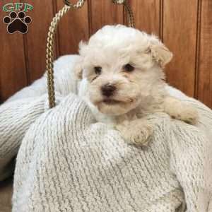 Joey, Havanese Puppy